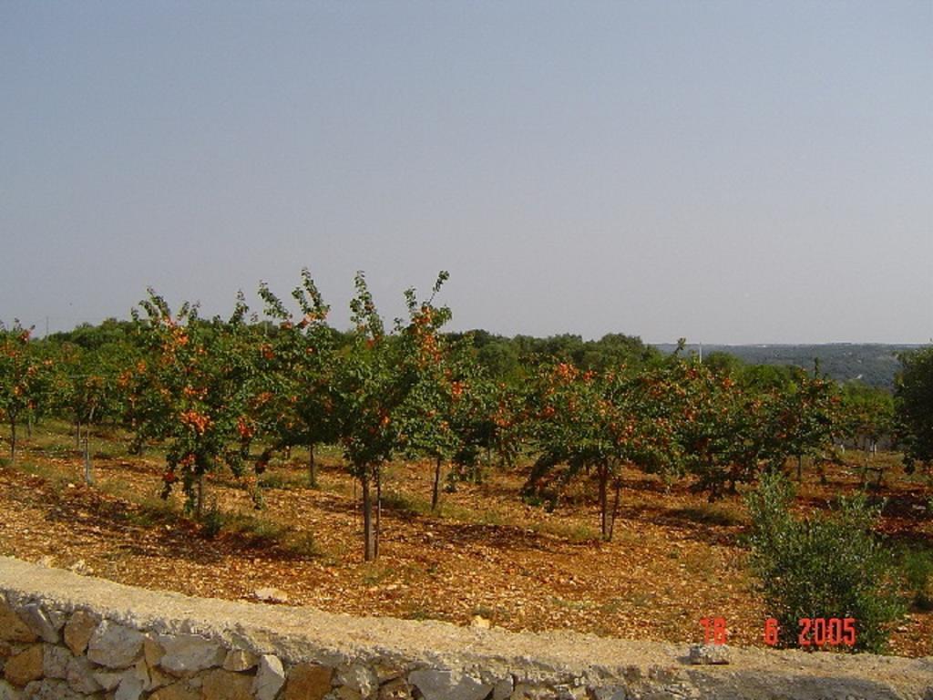 Agritria Di Umberto Anglisani Villa Ostuni Eksteriør billede